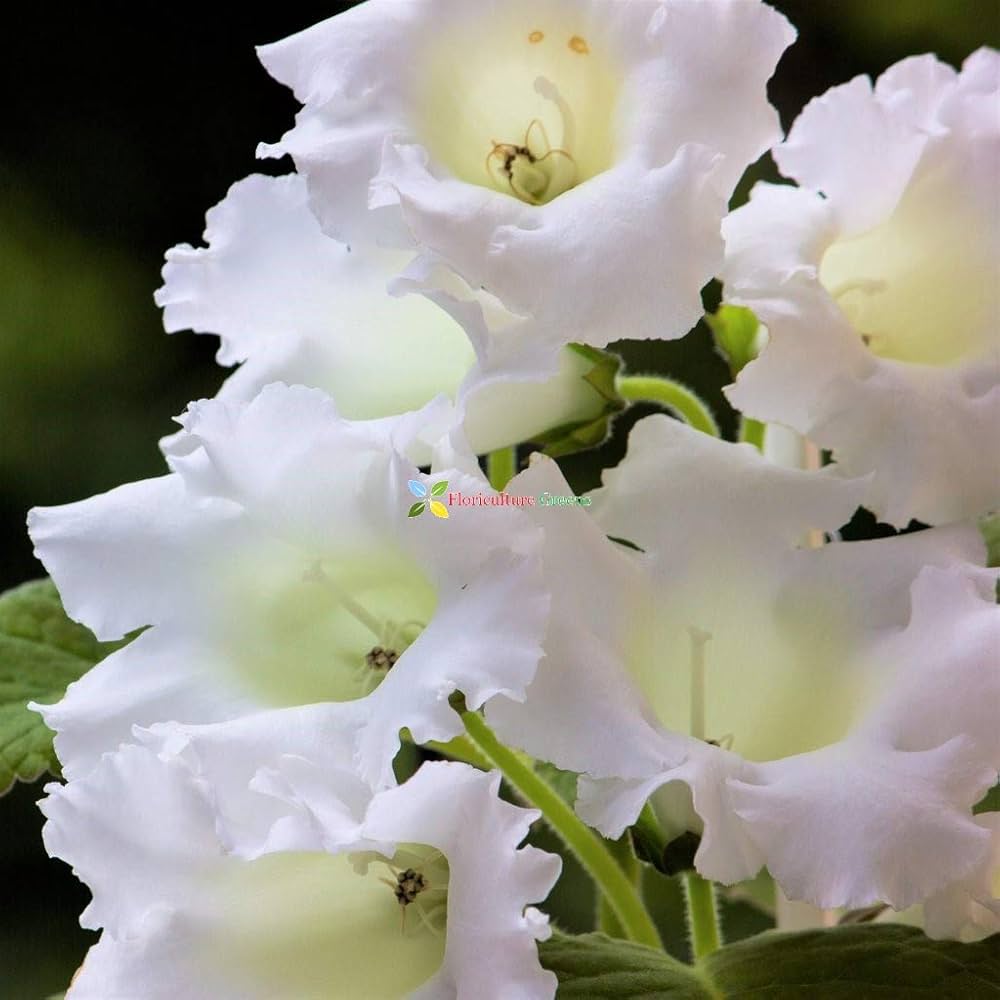 Sinningia Speciosa White Flower - for planting in home garden
